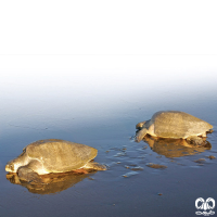 گونه لاکپشت زیتونی ریدلی Olive Ridley Turtle